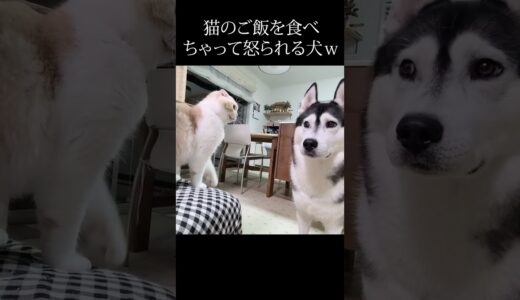 猫のご飯を食べちゃった犬が怒られる瞬間...笑#shorts