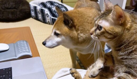 予定より帰る日が遅くなったので犬猫とリモートでお話をしました