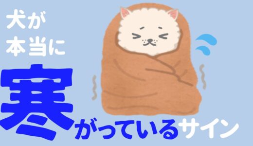 犬も寒い日は寒い！寒がりな犬の特徴・寒さ対策