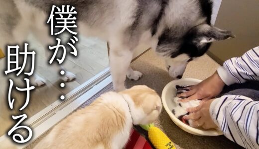 大好きなぬいぐるみを丸洗いしたら子猫と犬が心配でこうなりました…