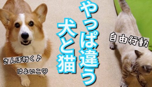 犬のルーティーンを猫に見せつけるコーギー犬