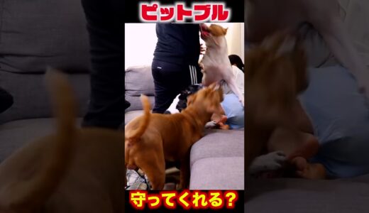 強いピットブルは飼い主が襲われてたら守ってくれる？#shorts