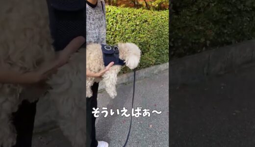 あることに気付いてしまった犬 【関西弁でしゃべる犬】#325 A dog who has noticed something 【Dog talking 】 #shorts