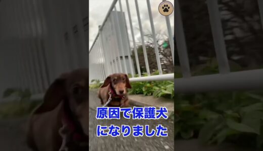 飼い主の離婚で保護犬になったミニチュアダックスのクッキー #shorts #保護犬 #ダックスフンド #離婚