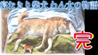 【老犬介護 1000日の記録】寝たきり柴犬わん太の物語最終話 『ボクは母の顔を見ながら逝った…』