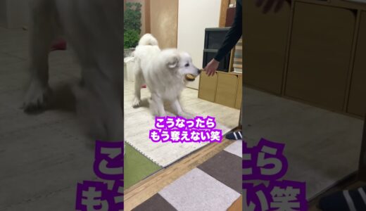 絶対おやつを渡したくない超大型犬が可愛い。。　#shorts