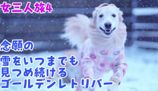 【犬と私の女三人旅4】雪が好き過ぎていつまでも見つめ続けるゴールデンレトリバー