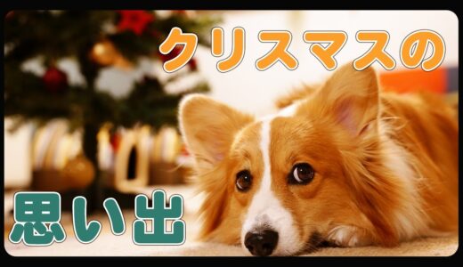 クリスマスにオーナメントを盗んでいった犬