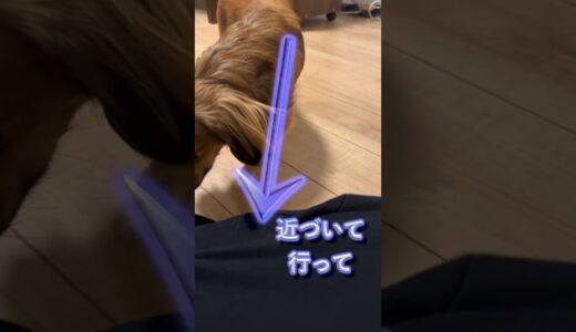 この行動をする犬は長生きします。 #shorts