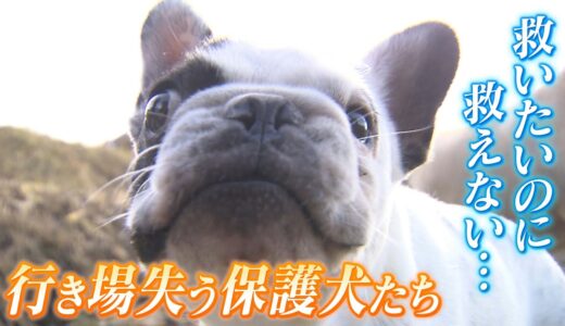 【保護犬】虐待から守るための新制度で…「置いてあげられる場所がない！」動物保護団体が悲鳴！犬猫は年間２万頭が殺処分に（2022年12月6日）