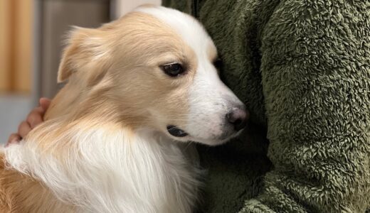 パパが犬に内緒で無断外泊したらこうなりました…【ボーダーコリー】