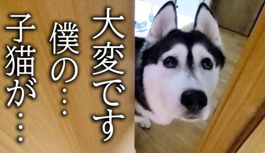 僕の子猫が！険しい顔してハスキー犬が騒いでるのでついて行くと...