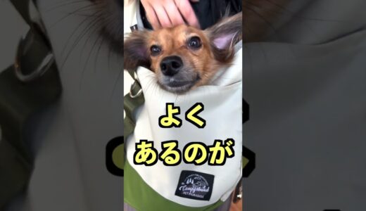 犬を呼んだ時に無視する理由が可愛すぎた。 #shorts