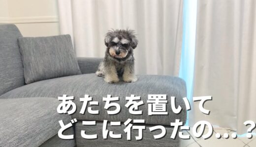 犬のお留守番を隠し撮りしたら胸が締め付けられました...【シュナウザー】