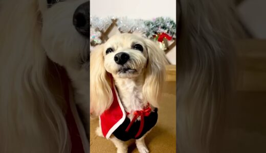 【犬のクリスマスケーキ屋さん】とっても美味しそうなケーキ🎂ができましたよぉ❣️サンタさんもみてください💓#クリスマス #犬 #ペット #dog #christmas