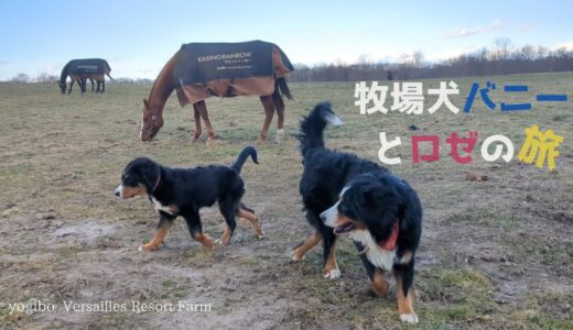 牧場の看板犬バニーとロゼの旅｜ヴェルサイユリゾートファーム