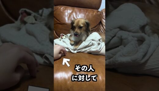 犬が触れられた時にあくびをする理由が辛すぎた。