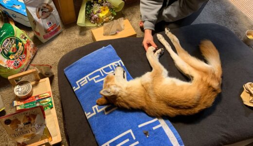 老犬介護：コタロウ、永い眠りにつきました