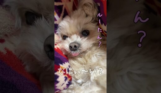 リラックスしてる犬 【関西弁でしゃべる犬】#335 dog relaxing 【Dog talking 】 #shorts