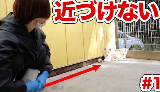 近づくことすらできない保護犬の難しさ【ピースワンコ】