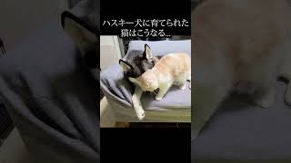 ハスキー犬に育てられた猫はこうなる...#shorts