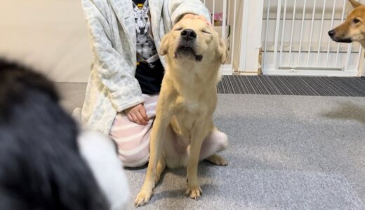 パパとママで撫でられる時の反応が明らかに違う保護犬るい