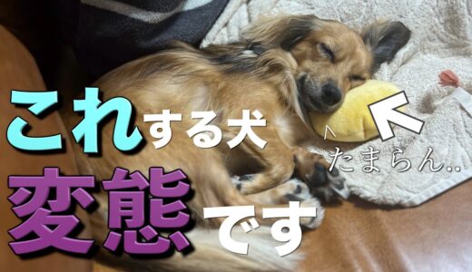 どこで寝るかで犬の気持ちが手に取るようにわかります