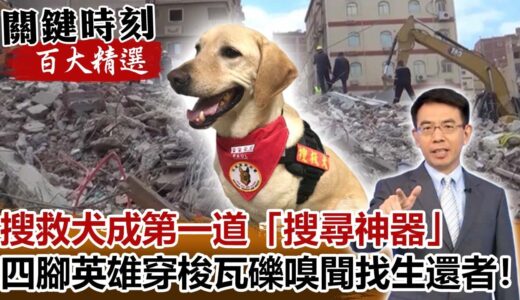 搜救犬成第一道「搜尋神器」 四腳英雄穿梭瓦礫嗅聞找生還者！？【關鍵時刻百大精選】-劉寶傑 林鴻麟 黃創夏