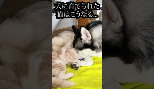 ハスキー犬に育てられた猫はこうなります・・・#shorts