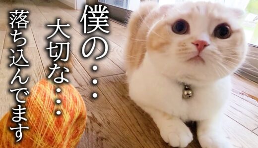 ハスキー犬が子猫の大切なおもちゃを壊してしまったら超絶かわいい現象が...