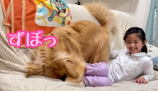 遊んでいたら突然奇妙な行動を始めた大型犬クッキー【ゴールデンレトリバーとミニチュアダックスフンド】