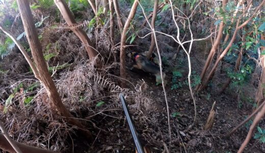 犬が獲物を見つけた瞬間