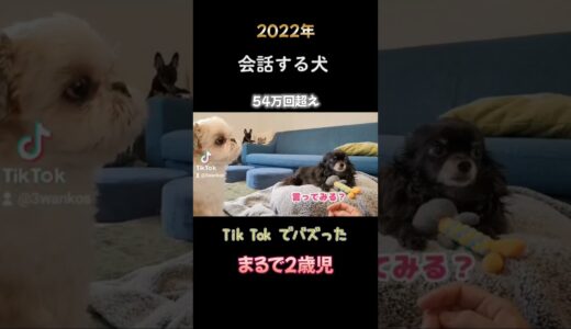 【シーズー】会話する犬！～2022年Tik Tokでバズった動画～#shorts