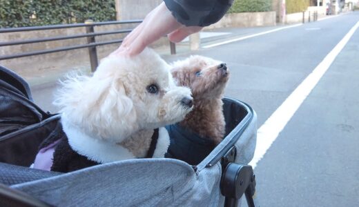 仕事納めのパパについてったら離れたくない妹犬が悲痛な声で鳴いちゃいました…涙