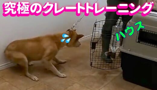 【有料級】オヤツ・重圧など使わない犬の心理を変えるハウストレーニング法（2021/9/4ライブチャンネルより）