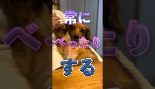 犬にこれしたら虐待に値します！ #shorts