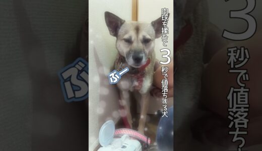 肉球を揉むと３秒で寝る犬が可愛すぎるｗ #shorts