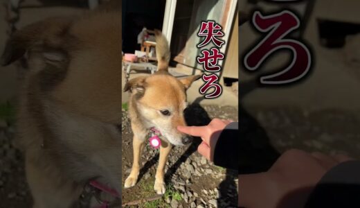 犬の鼻をタップし続けるとこうなる！#shorts