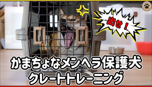 ２歳の保護犬ムーランがクレート猛特訓しています！