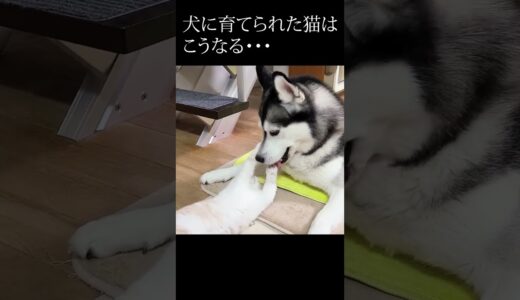 ハスキー犬を自分の親だと思ってる子猫...#shorts