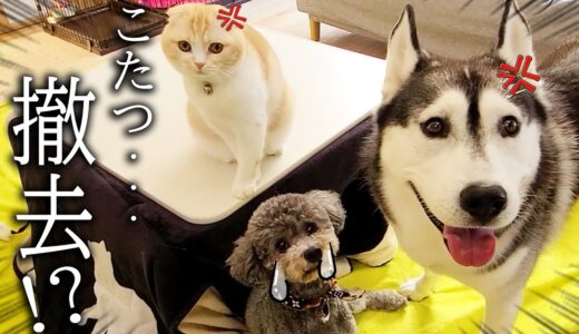 こたつを撤去すると言ったら子猫と犬達から猛抗議されました...