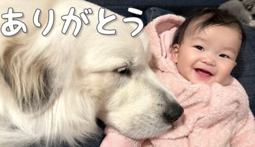 【感謝】いつもより10倍は重労働をしたと感じる一年を過ごした超大型犬｜グレートピレニーズ