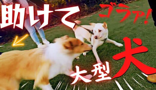 【感動】大型犬が突撃してきた「危ない！」ドッグランで必死に守る姿に涙