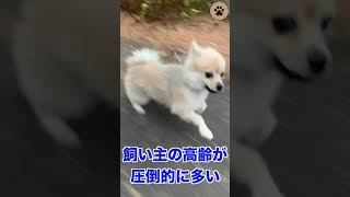 爆走する保護犬ポメラニアンのハル #shorts #保護犬