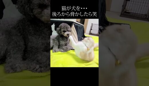 猫が犬を背後から脅かしたらこうなった…笑