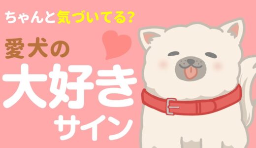 【必見】犬が心から大好きな人に見せる16個の愛情表現