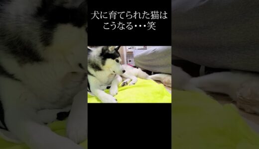 子猫になにされても怒らないハスキー犬...#shorts