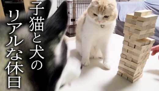 気づいたら子猫と犬としか話してなかったぼっちの休日...