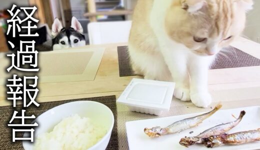 体調を崩したハスキー犬達と子猫に干物を焼いたら集まってきた。