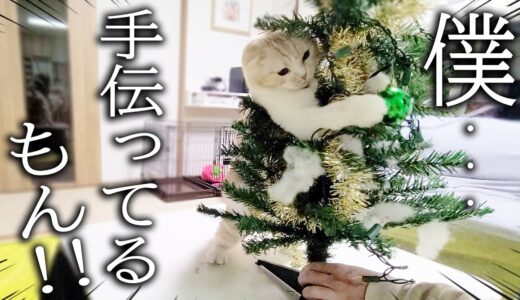 子猫と犬達ではじめて一緒にクリスマス準備したらこうなった…